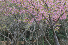 キートスの庭の桜