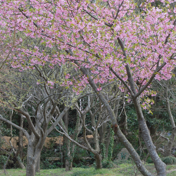 キートスの庭の桜