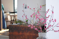 キートス1月梅の花