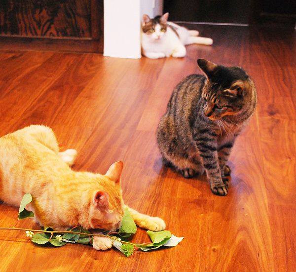 キートス守谷初夏の花の会