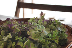 ギャラリーキートス花の会