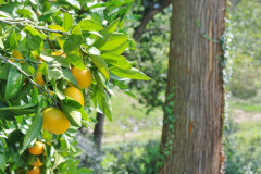 庭のみかん