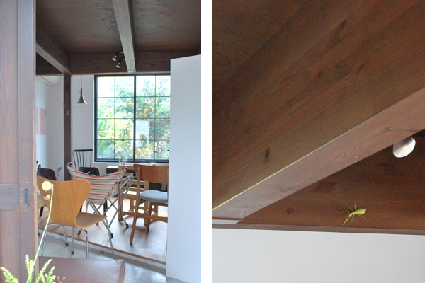 坂東市のカマキリ