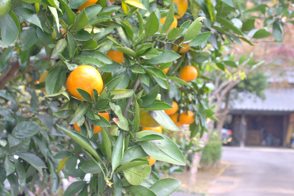 庭のみかんの木