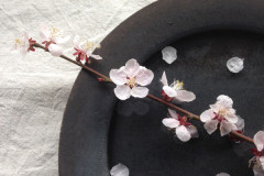 ギャラリーキートス花の会のお知らせ