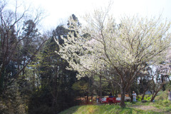 Kiitosの桜の木