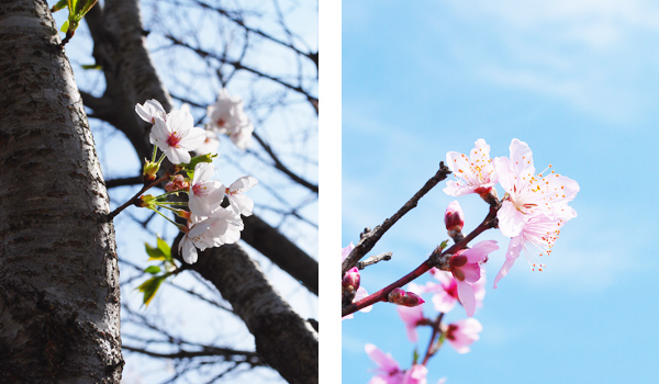 桜の木々たち