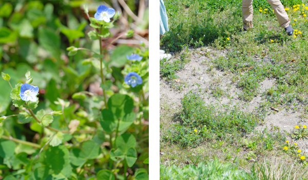春の草花たち