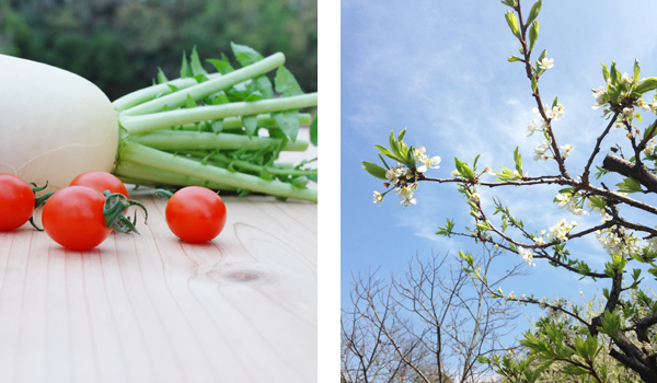 大根とトマトと桜